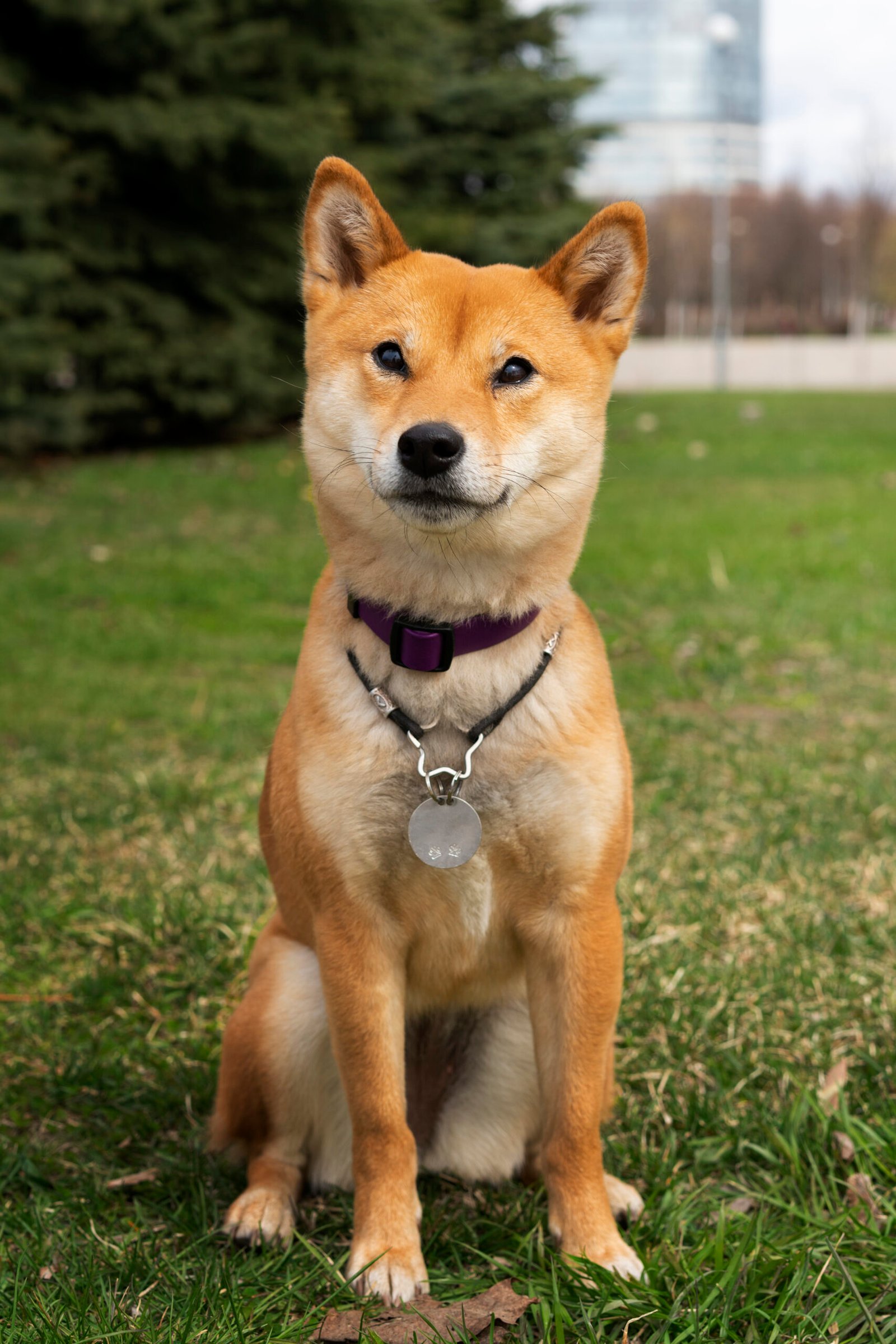 Home front view cute shiba inu dog