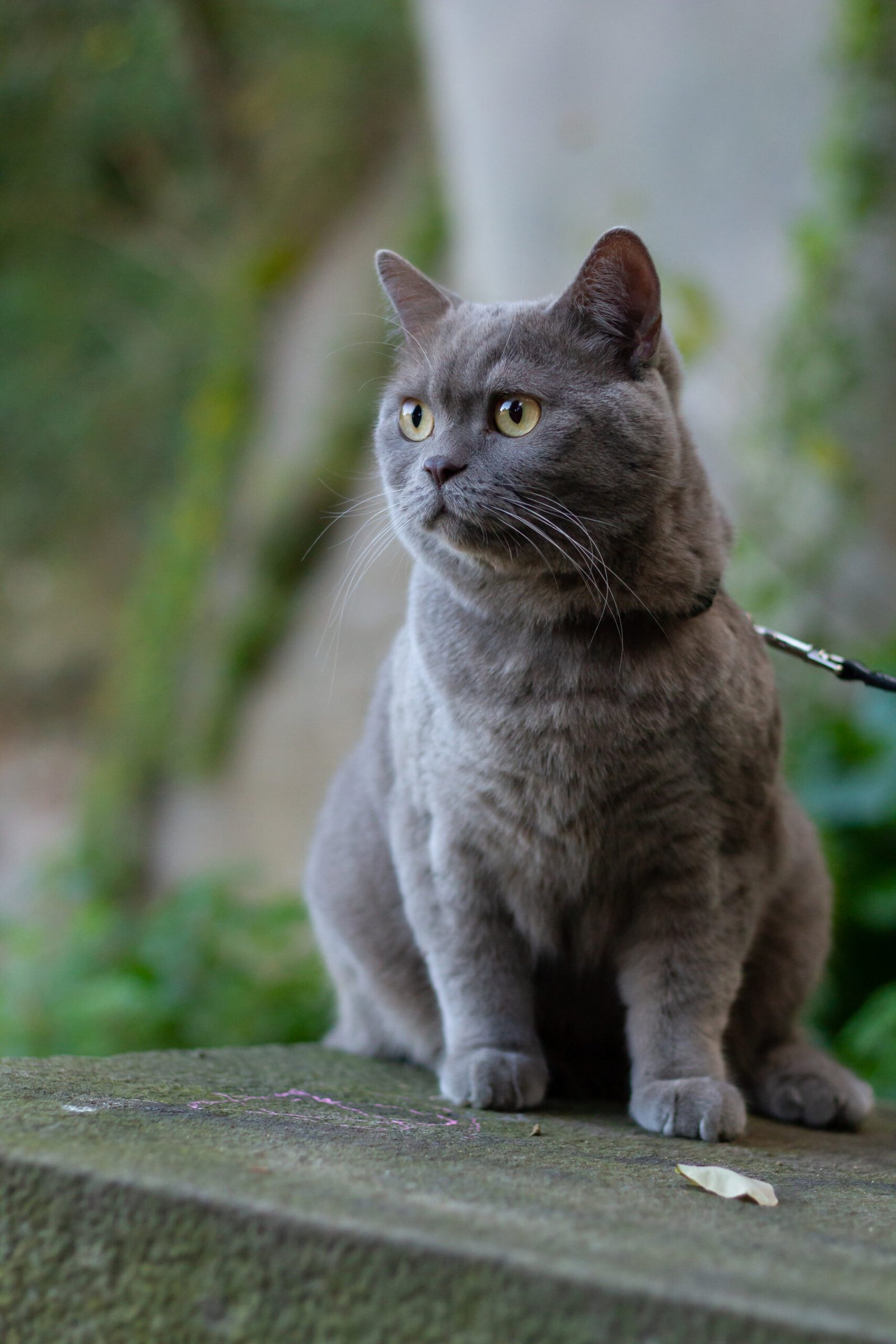 user3-free-img vertical selective focus closeup of a british short haired grey cat